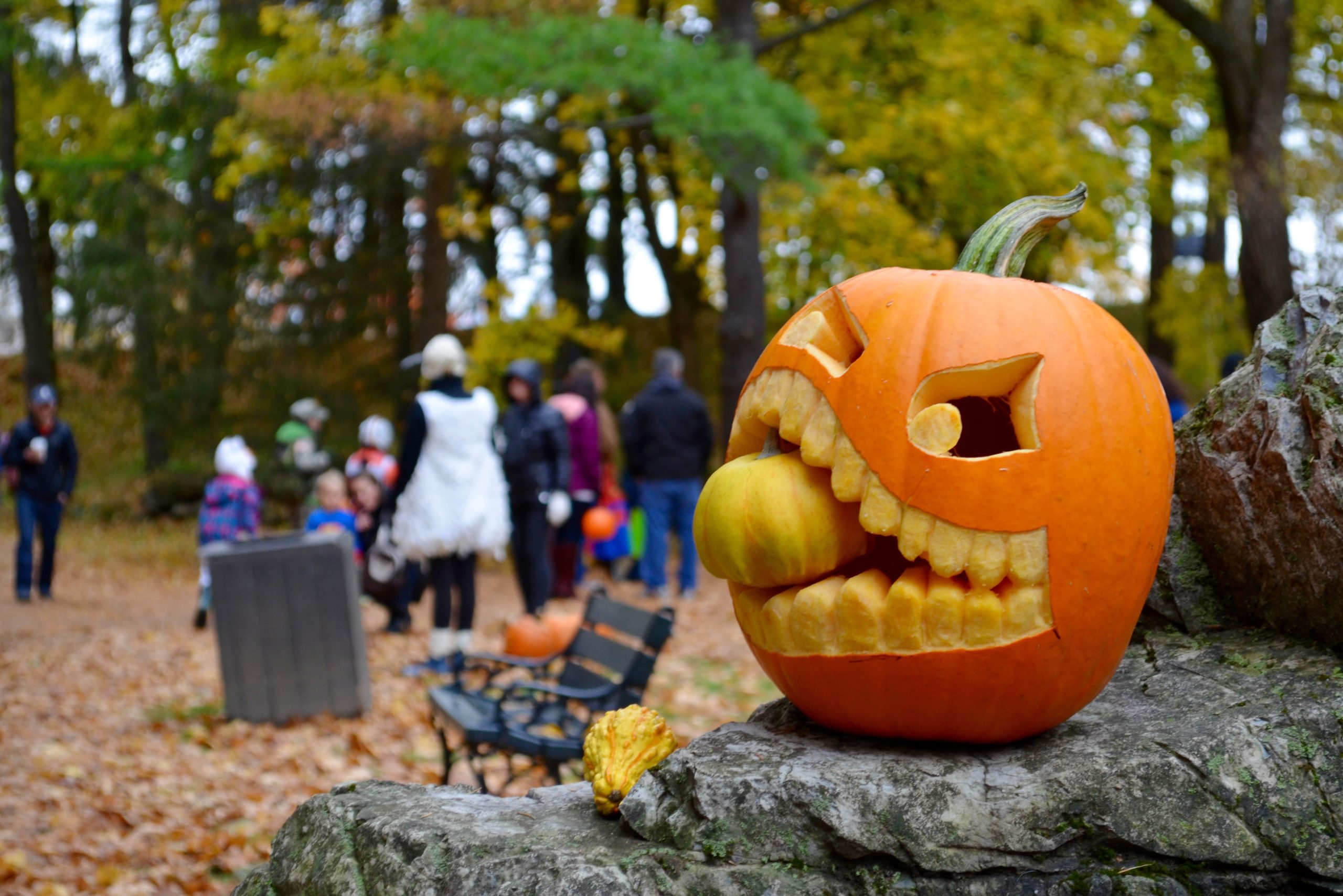 Pumpkin Patch