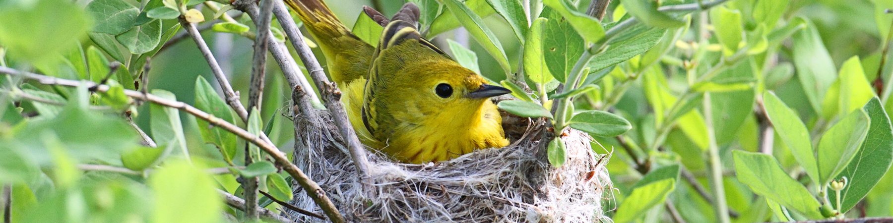 Birds of Summer with Bird Diva Bridget Butler